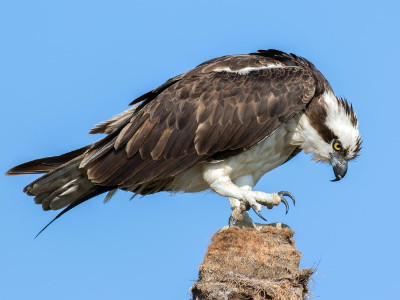 Osprey Perched